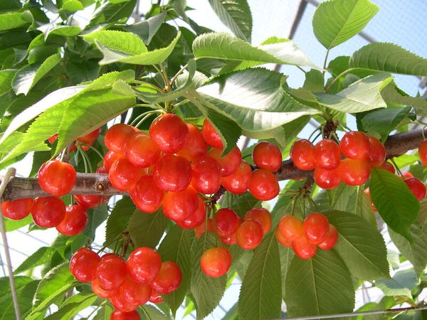 【長浜・米原・彦根・八日市発】 南信州さくらんぼ狩り食べ放題と信州キノコたっぷり焼き肉膳 日帰り1